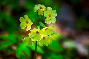 Spring bedding plants