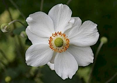 perennials for autumn in the garden