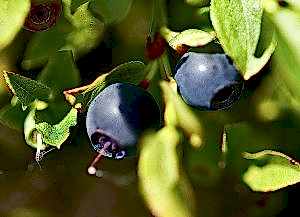 herbs, fruits and vegetables