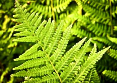 Ferns