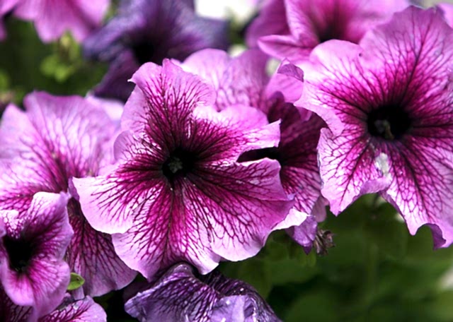 Planting hanging baskets