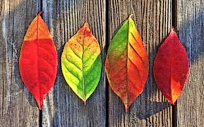 Autumn in the Garden