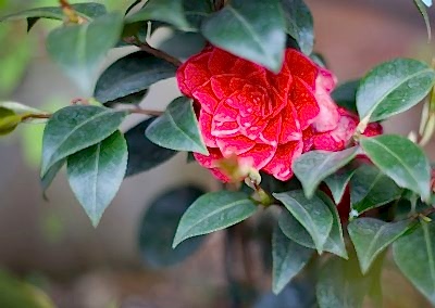 Picture of Camellia shrub with red flowers.