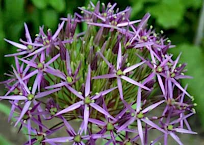 Spring flowering bulbs