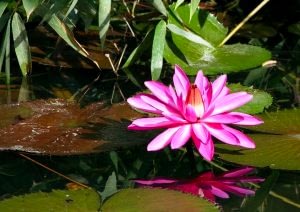 prennial pond plants