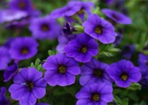 Planting hanging basket