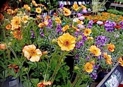 Geum 'Totally Tangerine'