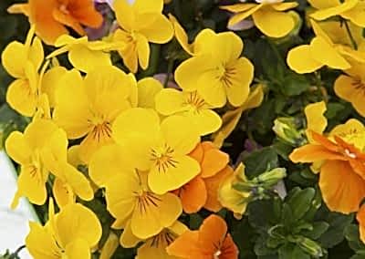 Violas march