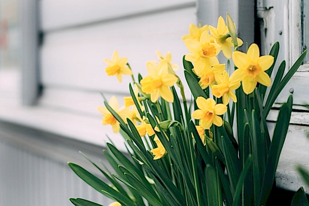 Spring flowering Bulbs