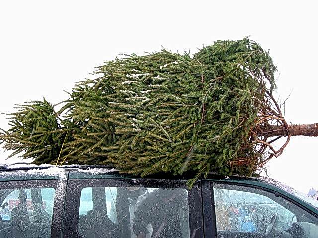 Christmas tree delivery