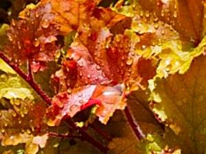 Heuchera flowers