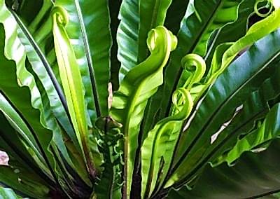 Fern perennials for shade