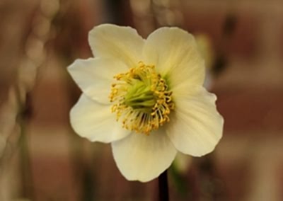 Perennial hellebores