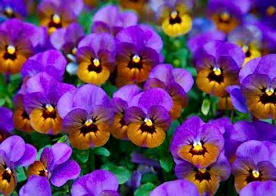 Violas Plant in march