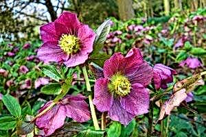 Perennial hellebores