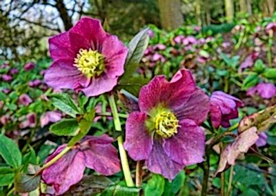 Hellebores for autumn in the garden