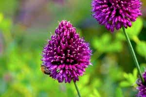 Spring flowering bulbs