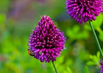 Spring flowering bulbs