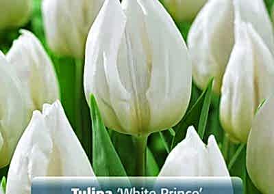 Spring flowering Bulbs Tulips