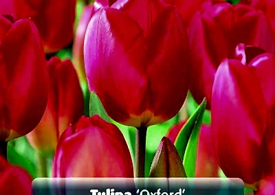 Spring flowering Bulbs Tulips