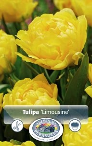 Spring flowering Bulbs Tulips