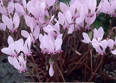 perennials for autumn in the garden