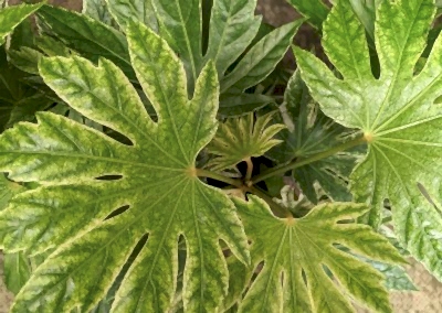 fatsia