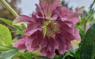 Hellebore Collection