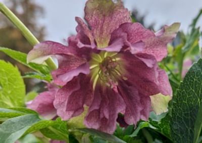 Hellebores for autumn in the garden