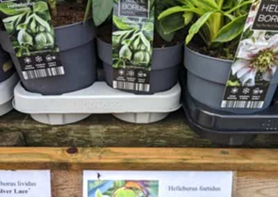 Hellebores in pots with green flowers