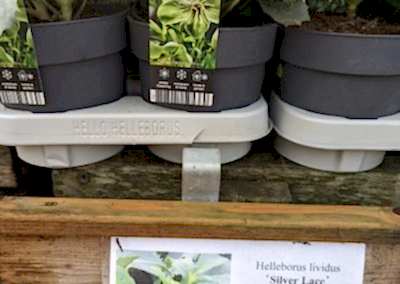 Hellebore in pot with green flowers