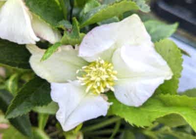 Evergreen perennials hellebore with white flowers