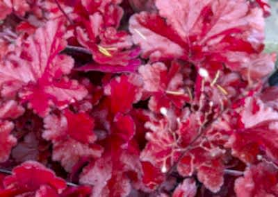 Evergreen perennials plant with red leaves