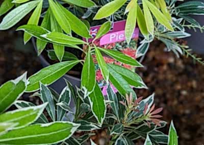 Picture of Pieris shrub