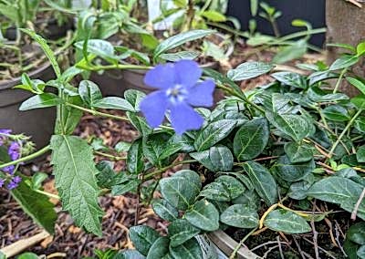 Evergreen perennials plant with blue flowers