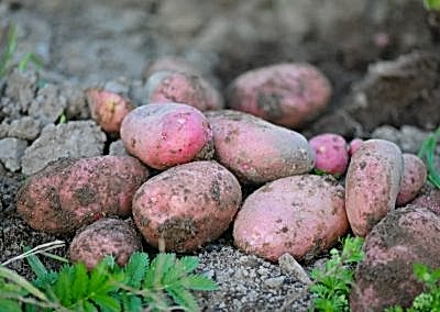 Pottaoes for summer planting