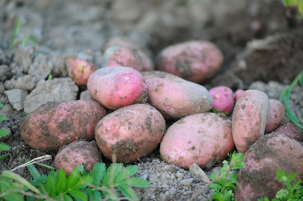 Pottaoes for summer planting