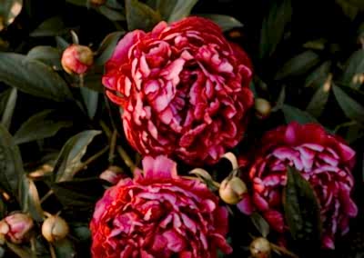 Bare root Peonies