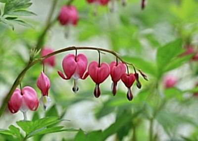 Bare root Dicentra