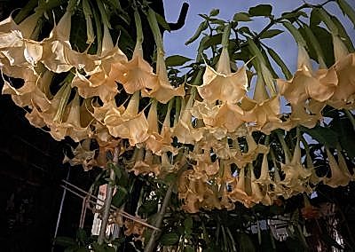 brugmansia