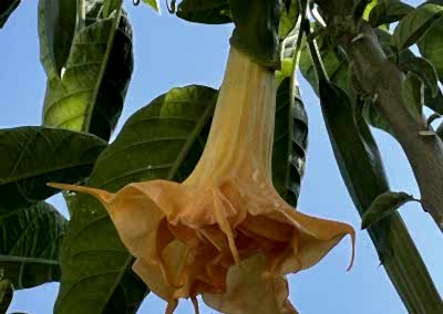 Angels trumpet Brugmansia