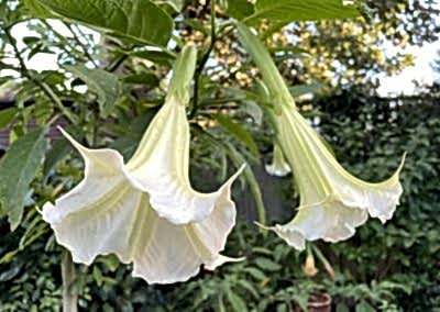 brugmansia Angels trumpet