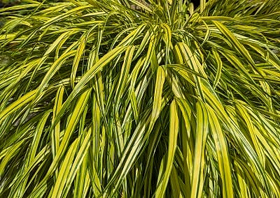 Hakonechloa grass