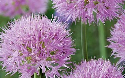 Spring Flowering Bulbs