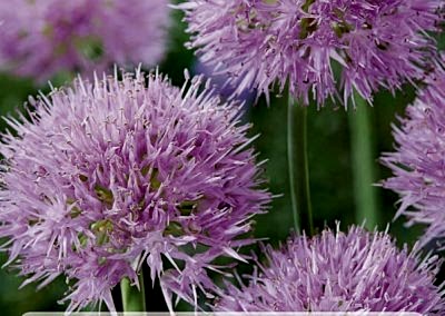 Spring flowering bulbs Alliums