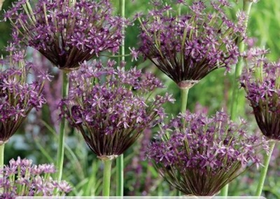 Spring flowering bulbs Alliums