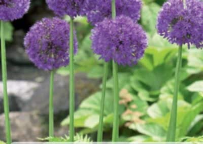 Spring flowering bulbs Allium