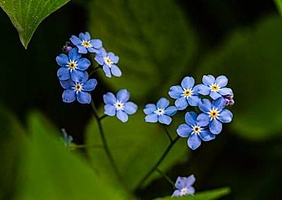 spring gardening