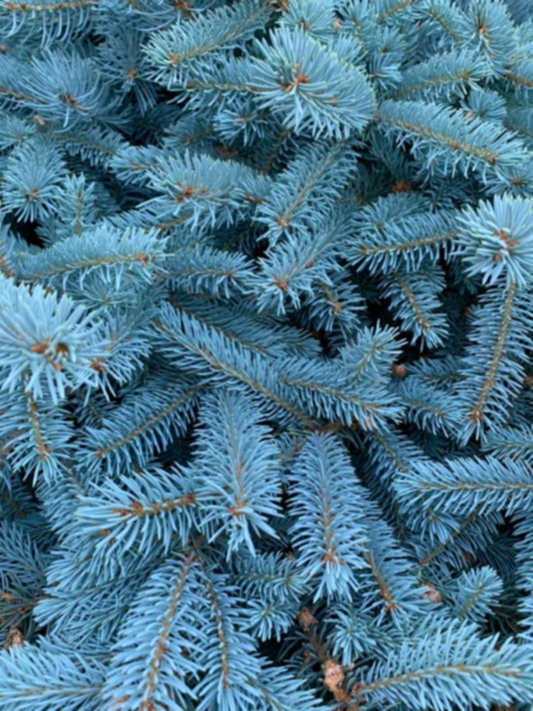 Blue Spruce (Picea pungens) – Christmas xmas tree foliage -The Secret Garden Centre - South London - SE19