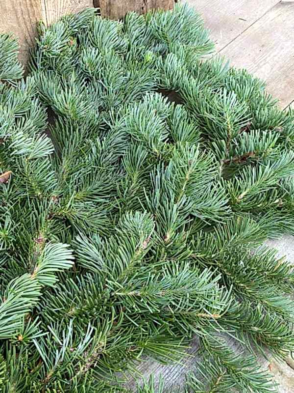 Christmas Noble Fir Bundle - the secret garden centre - South London